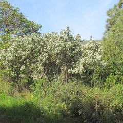 IMG_5445