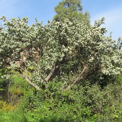 IMG_5446