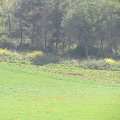 IMG_5450
