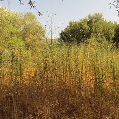 IMG_5600