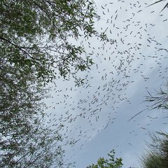 IMG_6536