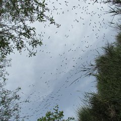 IMG_6537