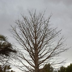 429623422_100930