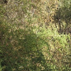 IMG_6809