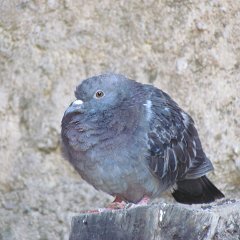 IMG_6845