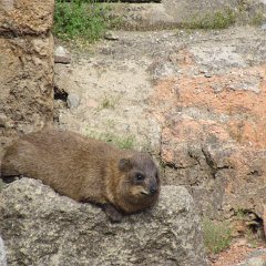 IMG_6574