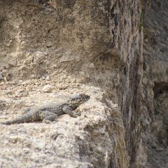 IMG_6579