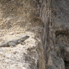 IMG_6580