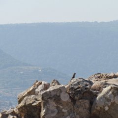 IMG_6636