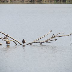 IMG_7109