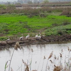 IMG_7118