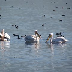 IMG_7070