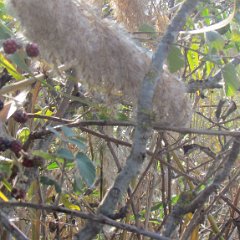 IMG_8355