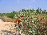 Thumbnail Image, Click to Enlarge thumb_IMG_0981.JPG