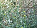 Thumbnail Image, Click to Enlarge thumb_IMG_0983.JPG