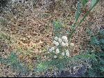 Thumbnail Image, Click to Enlarge thumb_IMG_0984.JPG