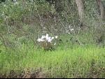 Thumbnail Image, Click to Enlarge thumb_IMG_0101.JPG