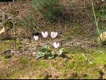 Thumbnail Image, Click to Enlarge thumb_IMG_0106.JPG