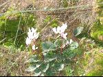 Thumbnail Image, Click to Enlarge thumb_IMG_0108.JPG