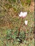 Thumbnail Image, Click to Enlarge thumb_IMG_0109.JPG