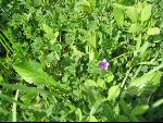 Thumbnail Image, Click to Enlarge thumb_IMG_0125.JPG