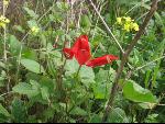 Thumbnail Image, Click to Enlarge thumb_IMG_0131.JPG