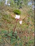 Thumbnail Image, Click to Enlarge thumb_IMG_0133.JPG