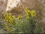 Thumbnail Image, Click to Enlarge thumb_IMG_0146.JPG