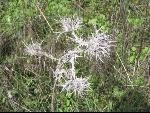 Thumbnail Image, Click to Enlarge thumb_IMG_0149.JPG