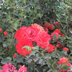 IMG_1273