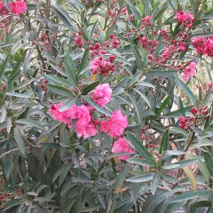 IMG_1275