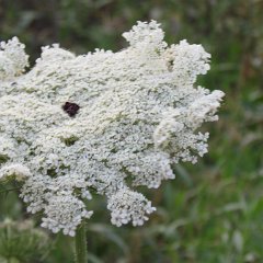 IMG_1279