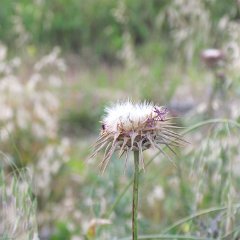 IMG_1280