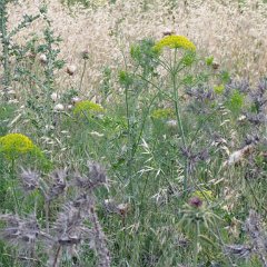 IMG_1281