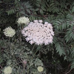 IMG_1288