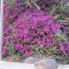 IMG_1293