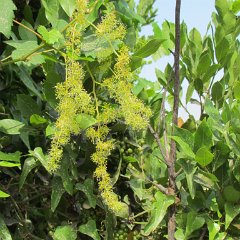 IMG_1321