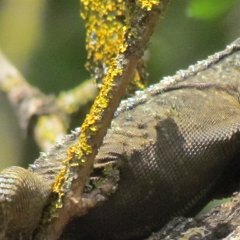 IMG_1331