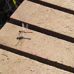 IMG_0893
