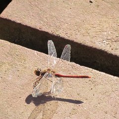 IMG_0894