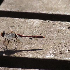 IMG_0895