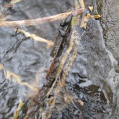 IMG_4598