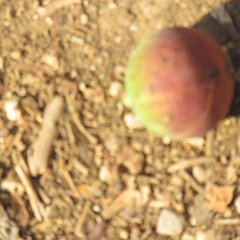 IMG_3001