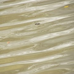 IMG_3006