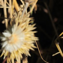 IMG_2857