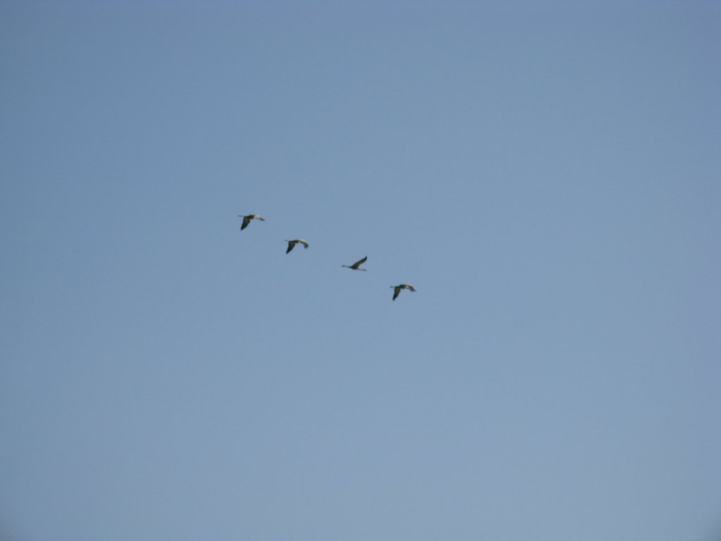 photo39.jpg