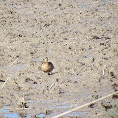 IMG_1064