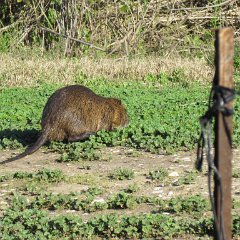IMG_1066