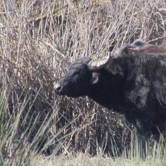 IMG_1085