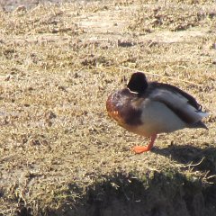 IMG_1087